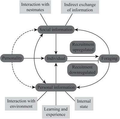 Regulation of Ant Foraging: A Review of the Role of Information Use and Personality